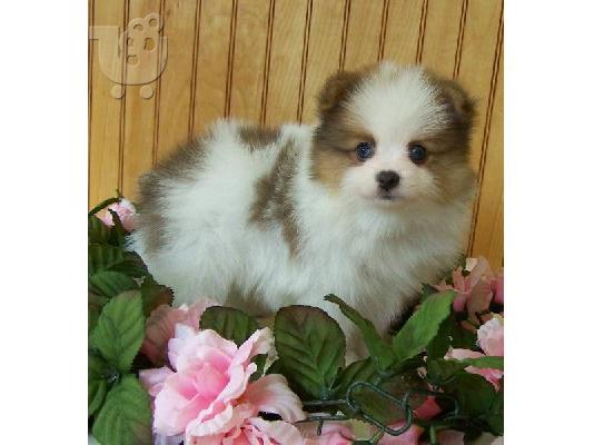 PoulaTo: Ευφυής Pomeranian κουτάβια.